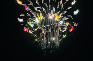Mariposas - Fundación ATHOS - Villa de Leyva, Boyacá - image - 3